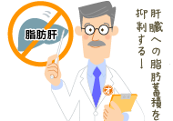 肝臓への脂肪蓄積を抑制する！
