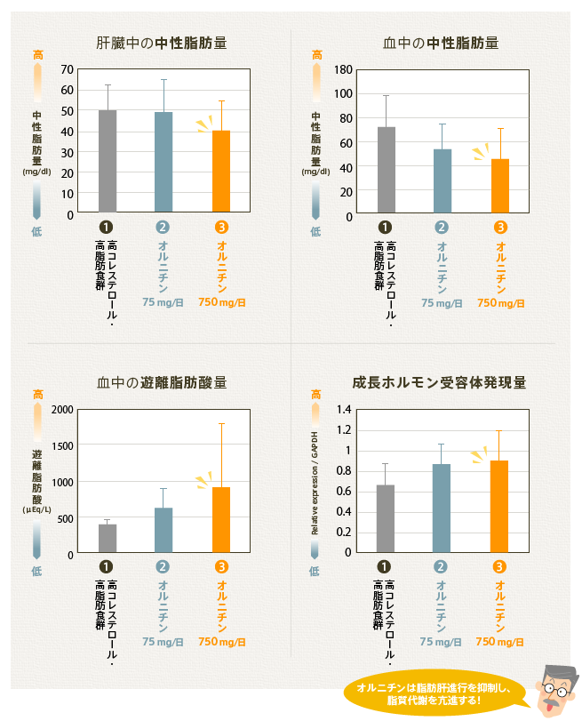 オルニチン「肝臓中の中性脂肪量」「血中の中性脂肪量」「血中の遊離脂肪酸量」「成長ホルモン受容体発現量」