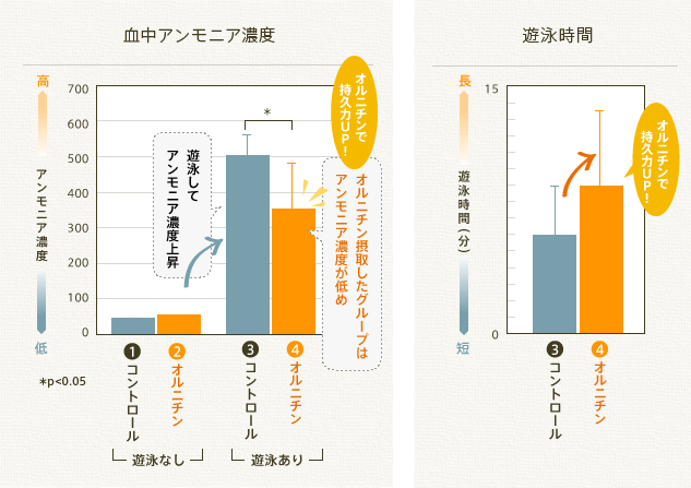 血中アンモニア濃度・遊泳時間
